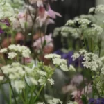 Close up van wilde bloemen in de kleuren wit en paars