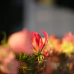 Uber close up van een glaasje met een kleurrijke bloem erin, in een waas van geel en rose